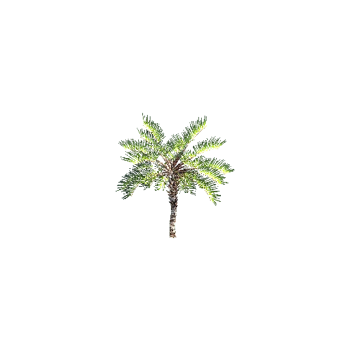 CurlyPalm07 (1)